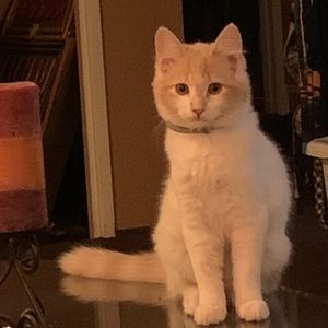 Meet your Posher, Cindy